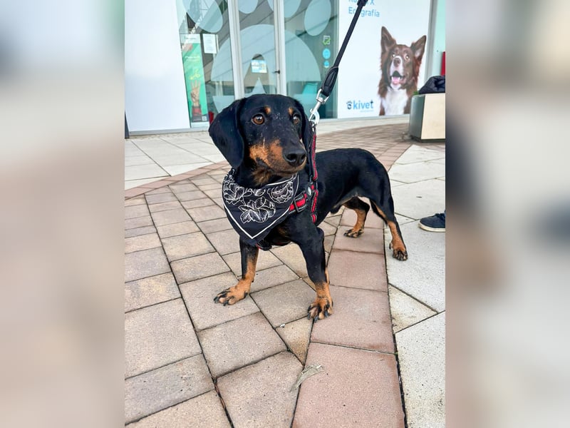 Pepe sucht seine Familie Pepe sucht seine Familie