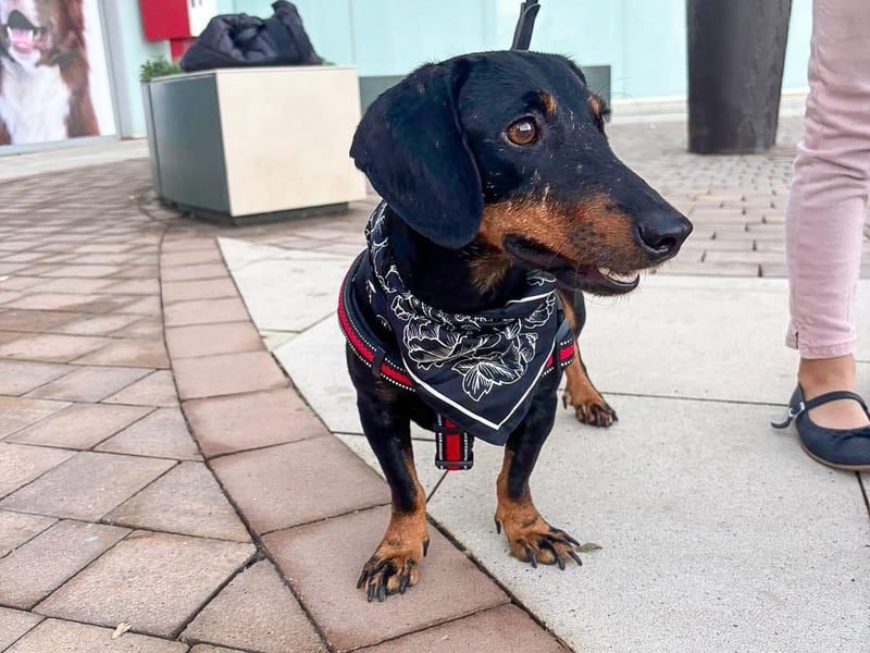 Pepe sucht seine Familie Pepe sucht seine Familie