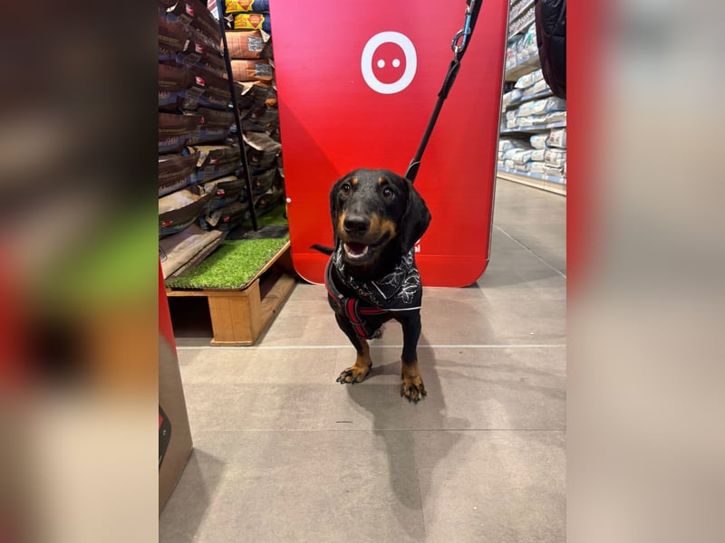 Pepe sucht seine Familie Pepe sucht seine Familie