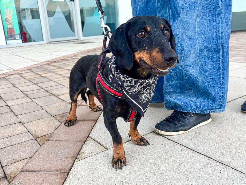 Pepe sucht seine Familie Pepe sucht seine Familie