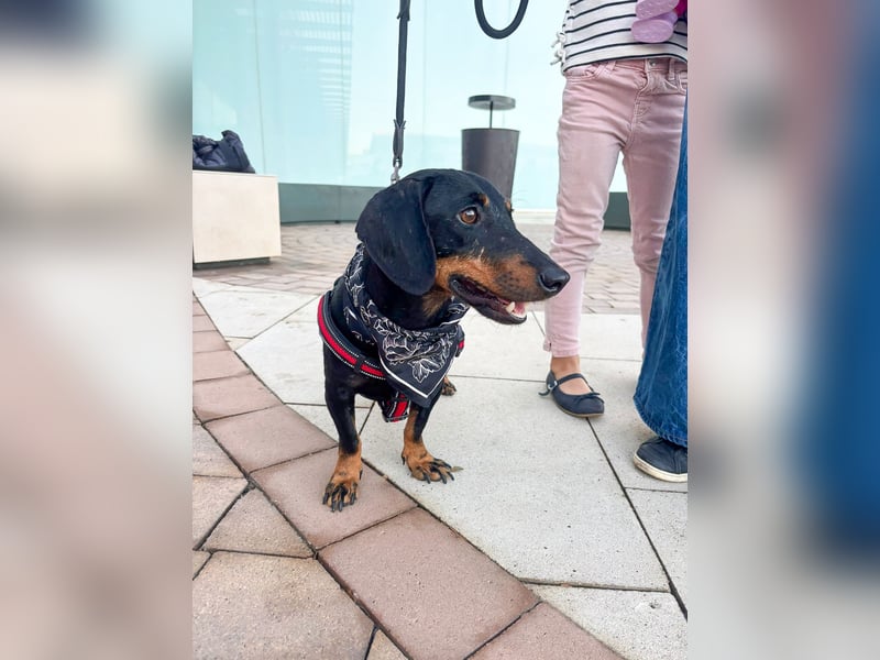 Pepe sucht seine Familie Pepe sucht seine Familie