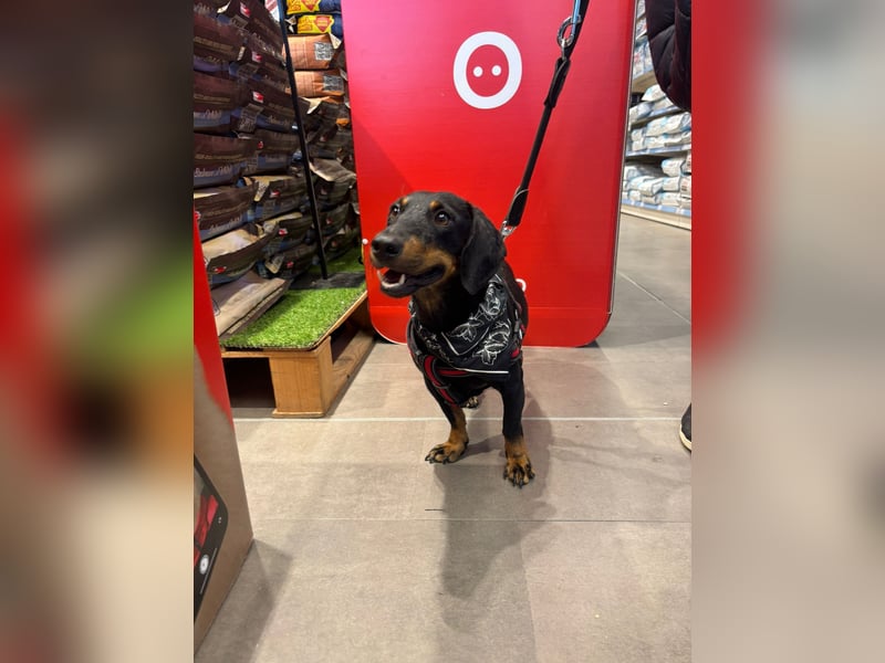 Pepe sucht seine Familie Pepe sucht seine Familie