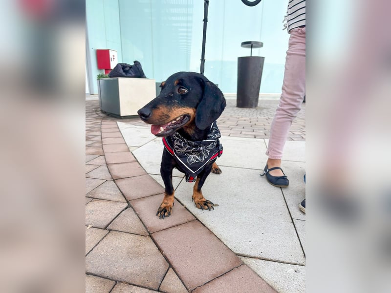 Pepe sucht seine Familie Pepe sucht seine Familie