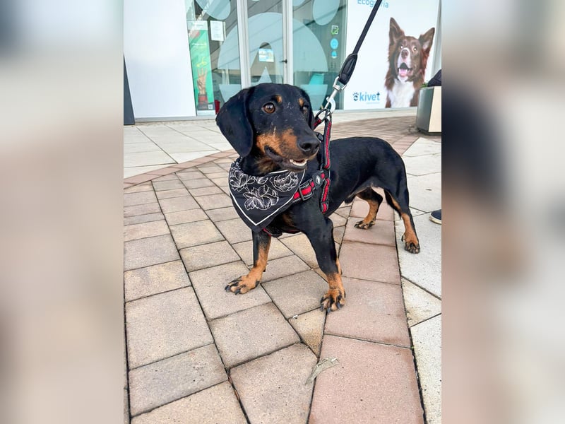 Pepe sucht seine Familie Pepe sucht seine Familie