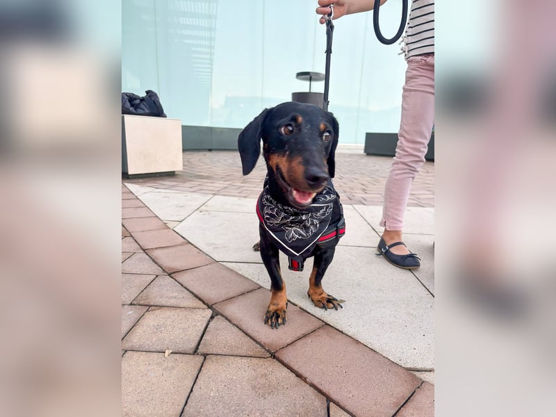 Pepe sucht seine Familie Pepe sucht seine Familie