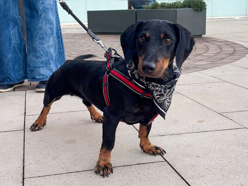 Pepe sucht seine Familie Pepe sucht seine Familie