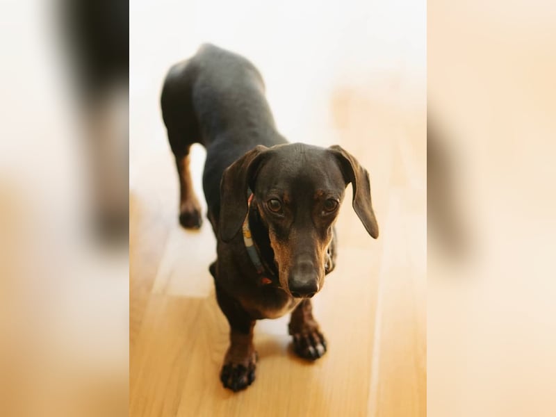 Dackel sucht ein liebvolles neues Zuhause