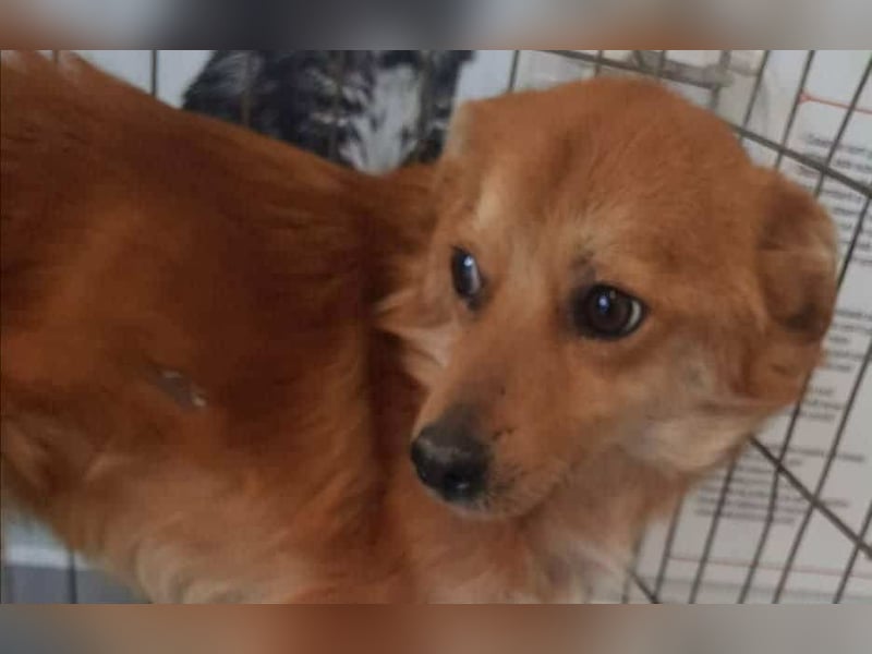 TANNER - gerettet aus Horror Tötung Slatina, Ostern'22