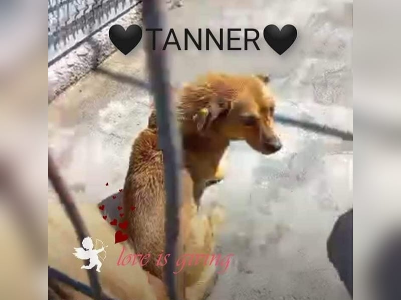 TANNER - gerettet aus Horror Tötung Slatina, Ostern'22