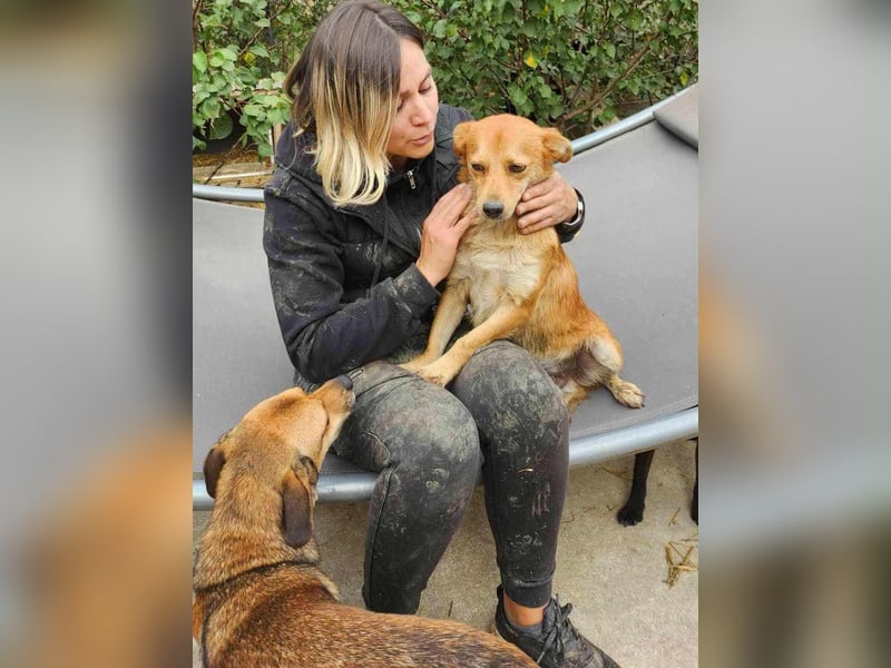 TANNER - gerettet aus Horror Tötung Slatina, Ostern'22