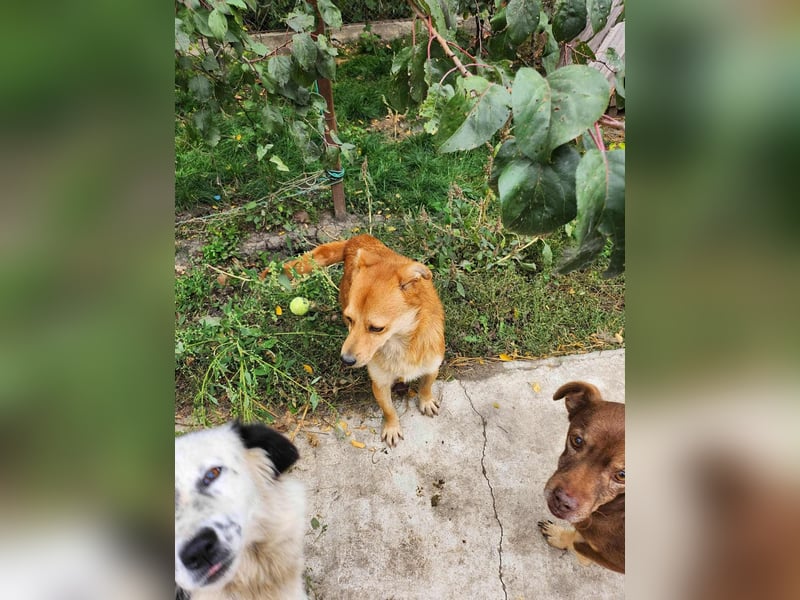 TANNER - gerettet aus Horror Tötung Slatina, Ostern'22