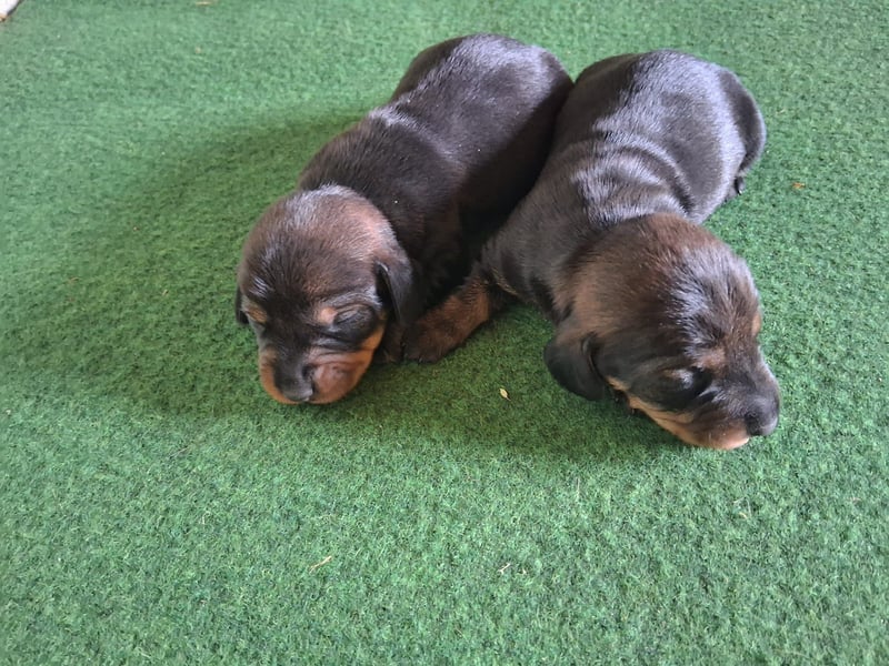 Dackel Welpen Rauhaarteckel