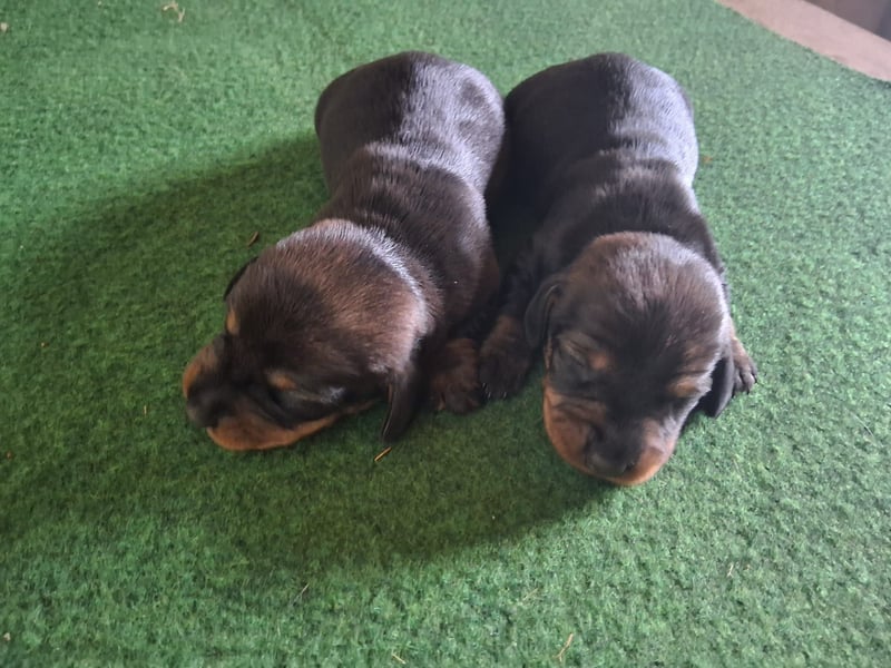 Dackel Welpen Rauhaarteckel