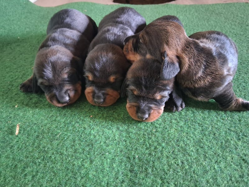 Dackel Welpen Rauhaarteckel