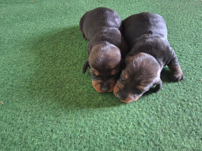 Dackel Welpen Rauhaarteckel
