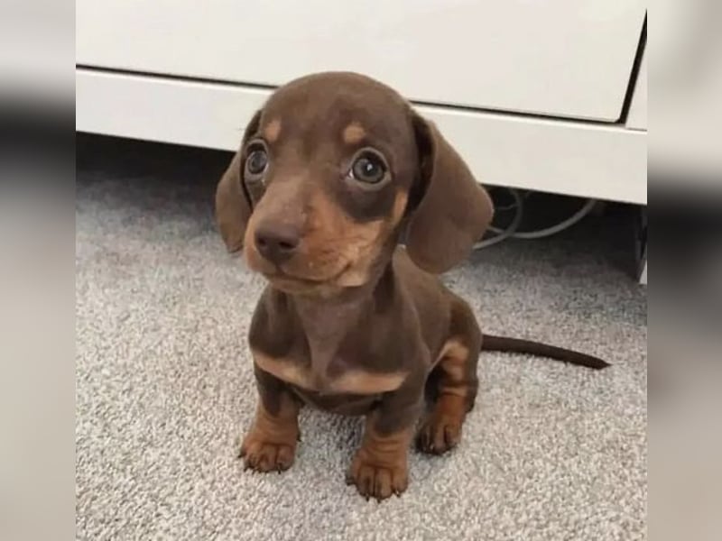 Dackel   Hündin – geimpft, entwurmt, gechipt, mit EU-Heimtierausweis