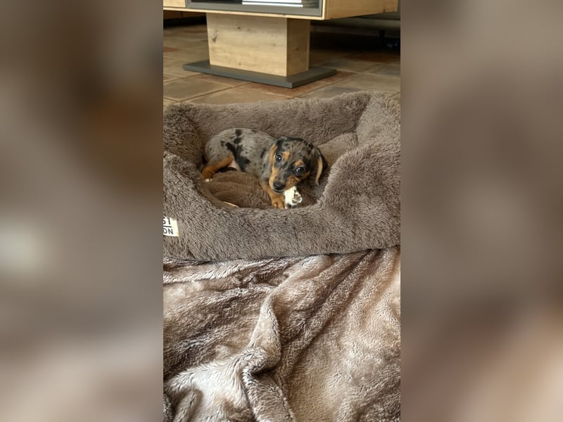 Tiger Dackel x Jack Russel 