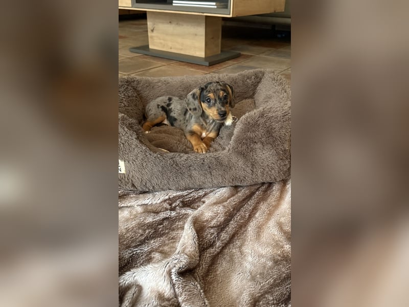 Tiger Dackel x Jack Russel 