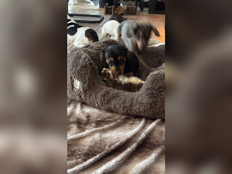 Tiger Dackel x Jack Russel 