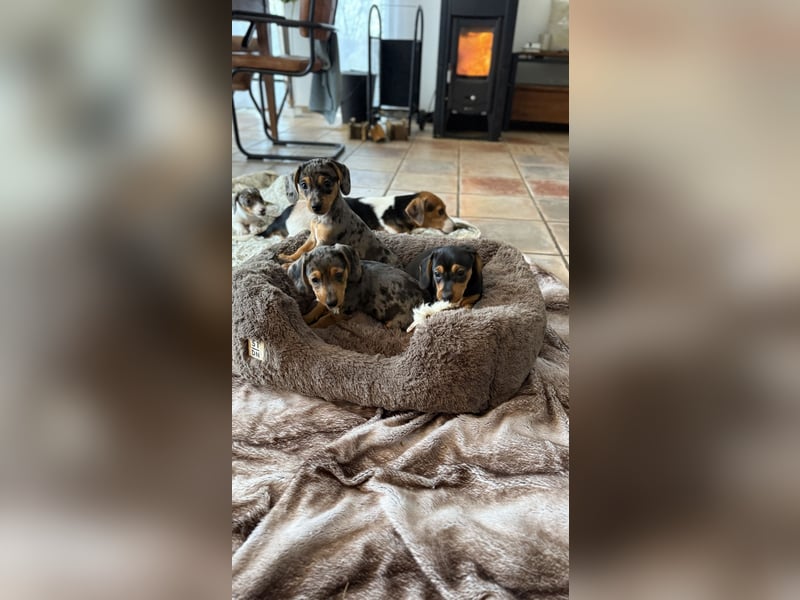 Tiger Dackel x Jack Russel 