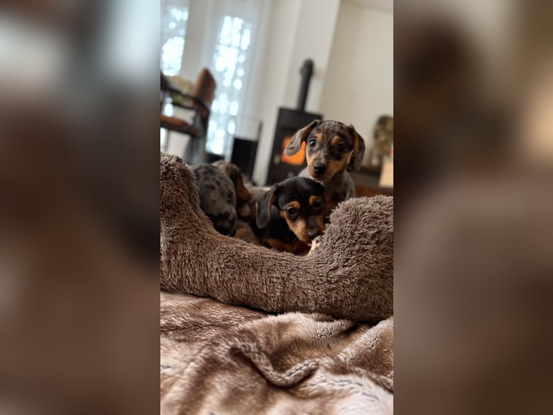 Tiger Dackel x Jack Russel 