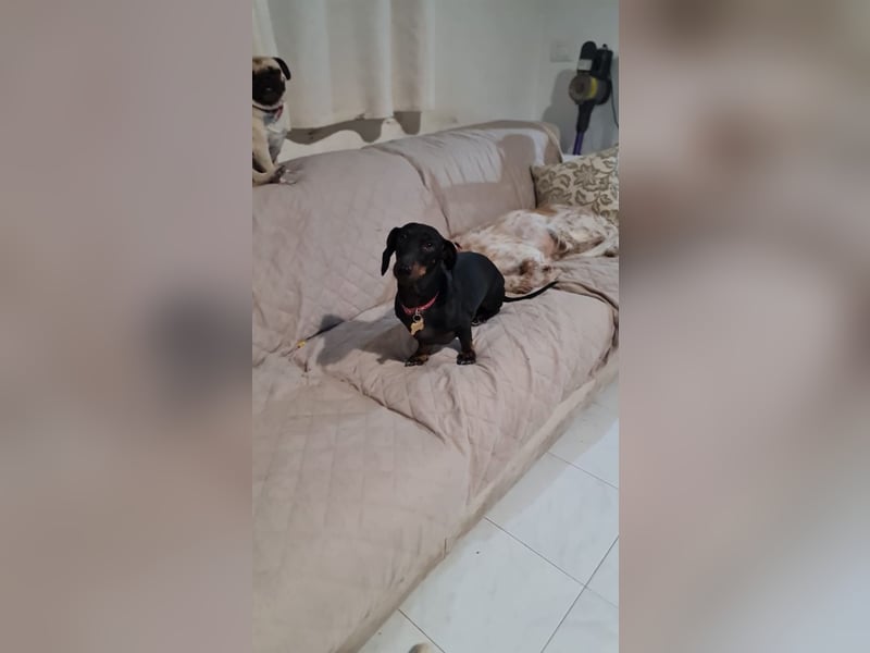 Bibi - kleine Hundedame sucht das große Glück