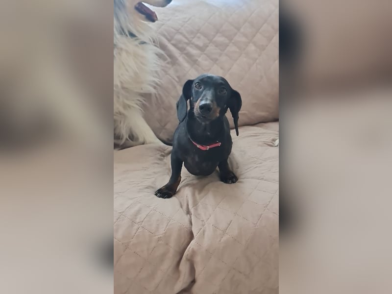 Bibi - kleine Hundedame sucht das große Glück