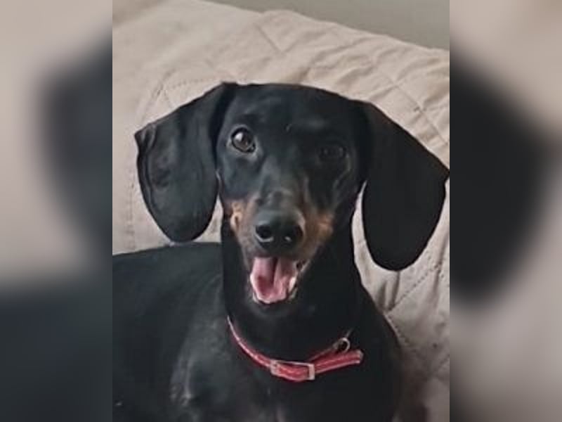 Bibi - kleine Hundedame sucht das große Glück