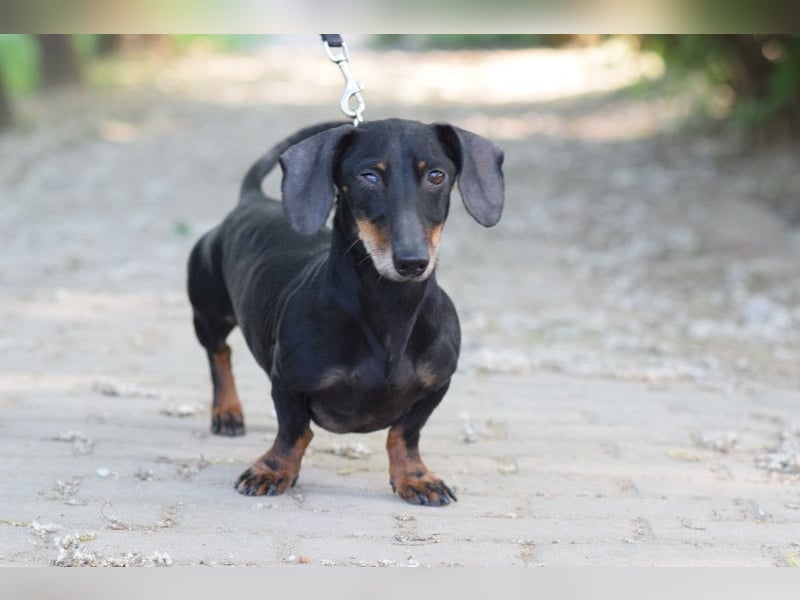 Paddy - lieber, freundlicher, charmanter Dackel Rüde