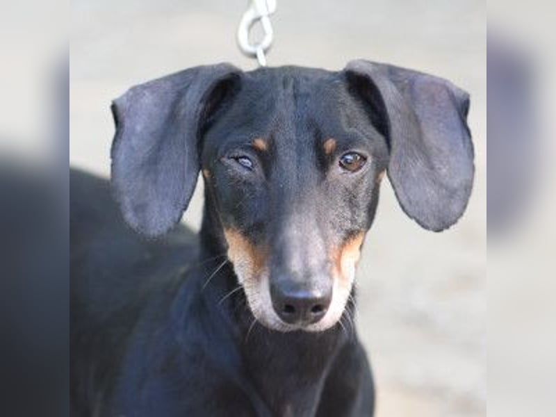 Paddy - lieber, freundlicher, charmanter Dackel Rüde