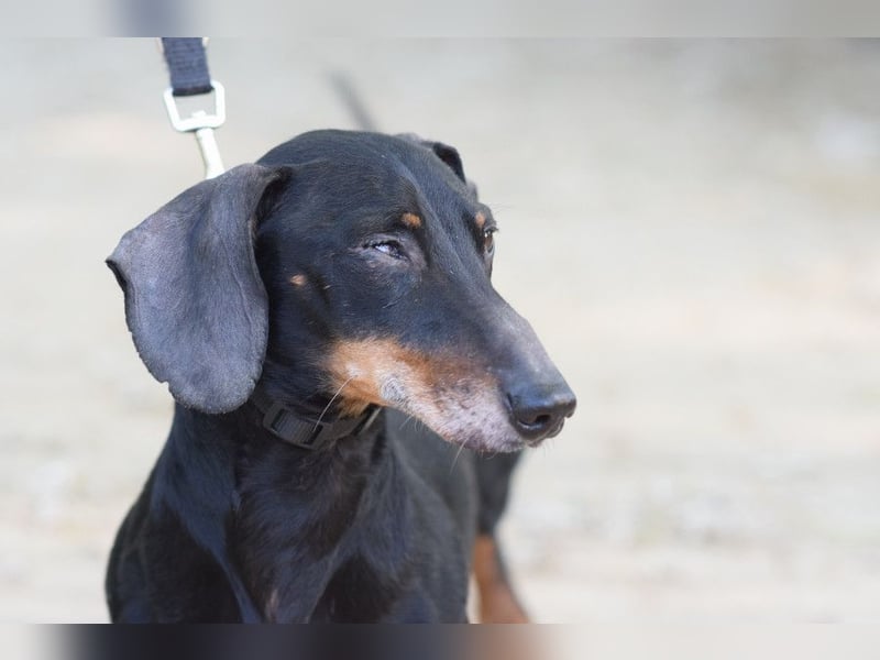 Paddy - lieber, freundlicher, charmanter Dackel Rüde