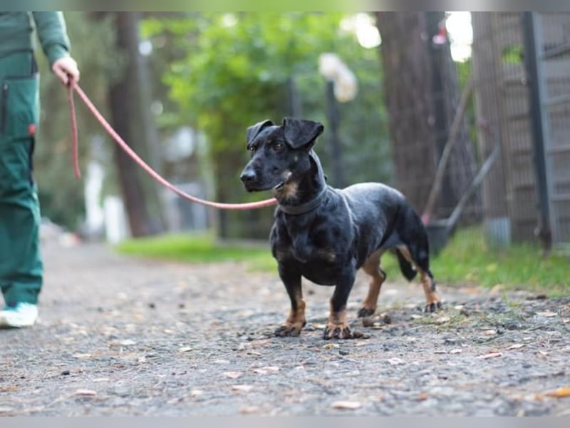 Larina, Dackelmix-Hündin, geb. 2021, kl. Hündin mit großem Herzen Larina, Dackelmix-Hündin, geb. 2021, kl. Hündin mit großem Herzen
