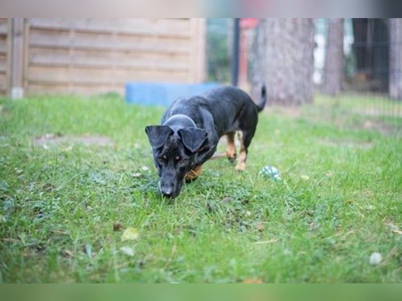 Larina, Dackelmix-Hündin, geb. 2021, kl. Hündin mit großem Herzen Larina, Dackelmix-Hündin, geb. 2021, kl. Hündin mit großem Herzen