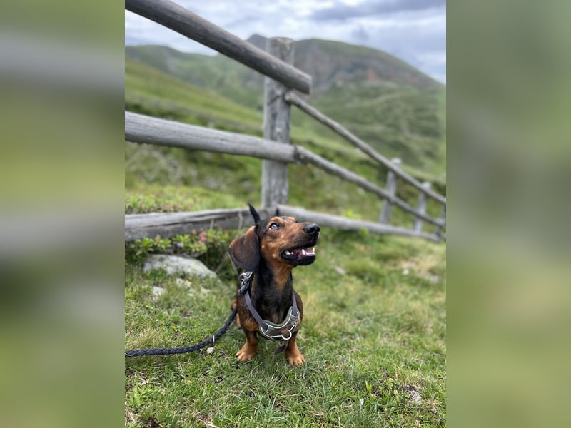 Dackel Deckrüde Elvis sucht hinreißende Dackel Damen