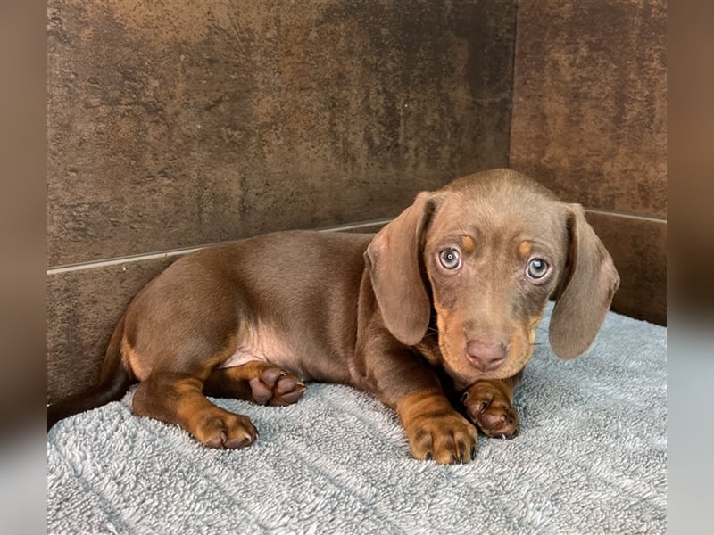 Zwerg Dackel Welpen in besonderen Farben (blue / choco / Harlekin) suchen tolles Zuhause