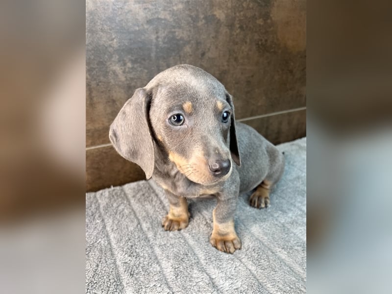 Zwerg Dackel Welpen in besonderen Farben (blue / choco / Harlekin) suchen tolles Zuhause