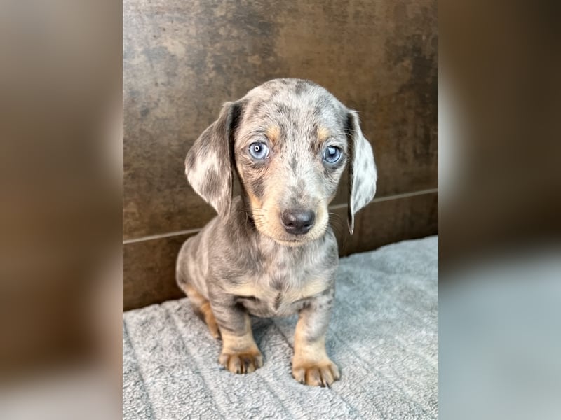 Zwerg Dackel Welpen in besonderen Farben (blue / choco / Harlekin) suchen tolles Zuhause