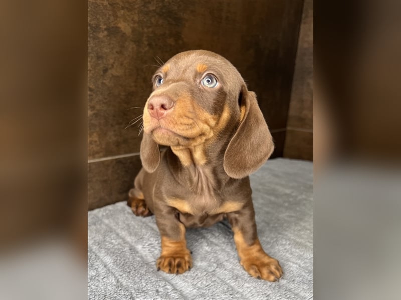 Zwerg Dackel Welpen in besonderen Farben (blue / choco / Harlekin) suchen tolles Zuhause