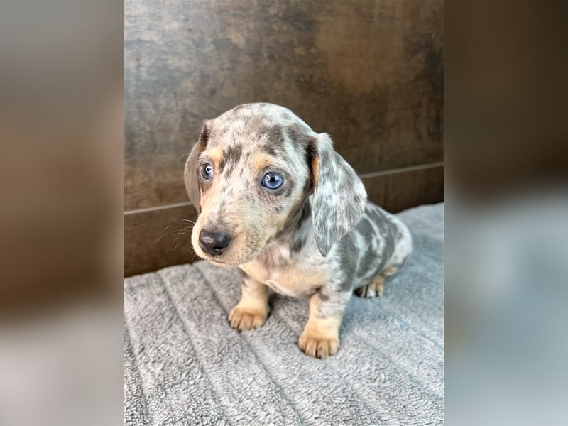 Zwerg Dackel Welpen in besonderen Farben (blue / choco / Harlekin) suchen tolles Zuhause