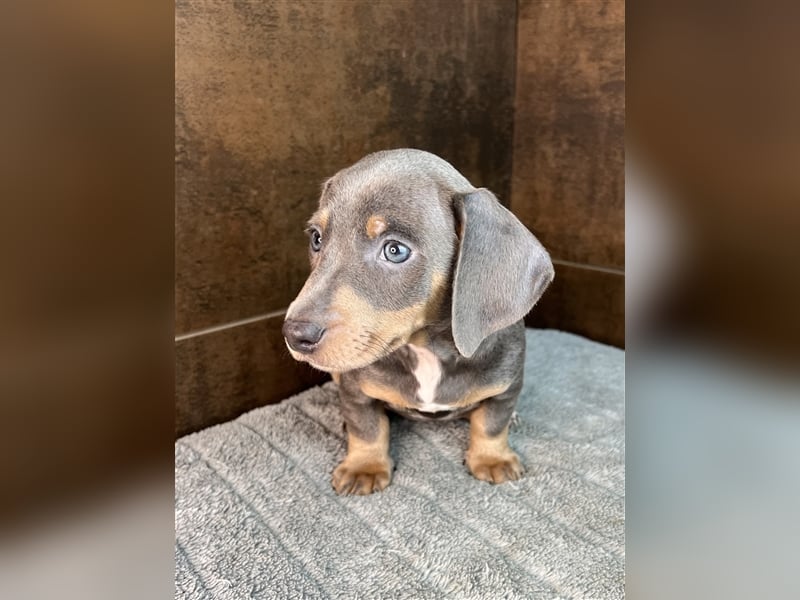 Zwerg Dackel Welpen in besonderen Farben (blue / choco / Harlekin) suchen tolles Zuhause