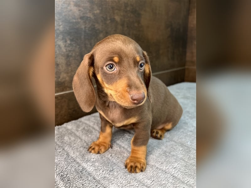 Zwerg Dackel Welpen in besonderen Farben (blue / choco / Harlekin) suchen tolles Zuhause