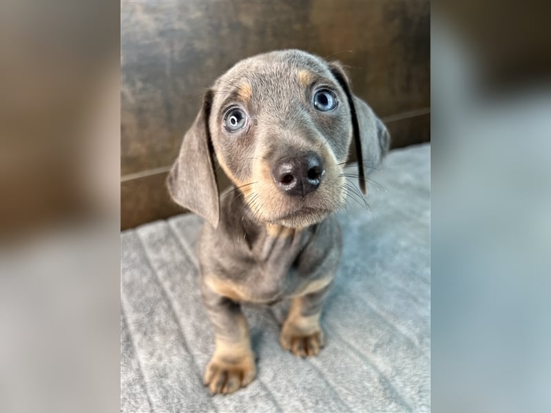 Zwerg Dackel Welpen in besonderen Farben (blue / choco / Harlekin) suchen tolles Zuhause