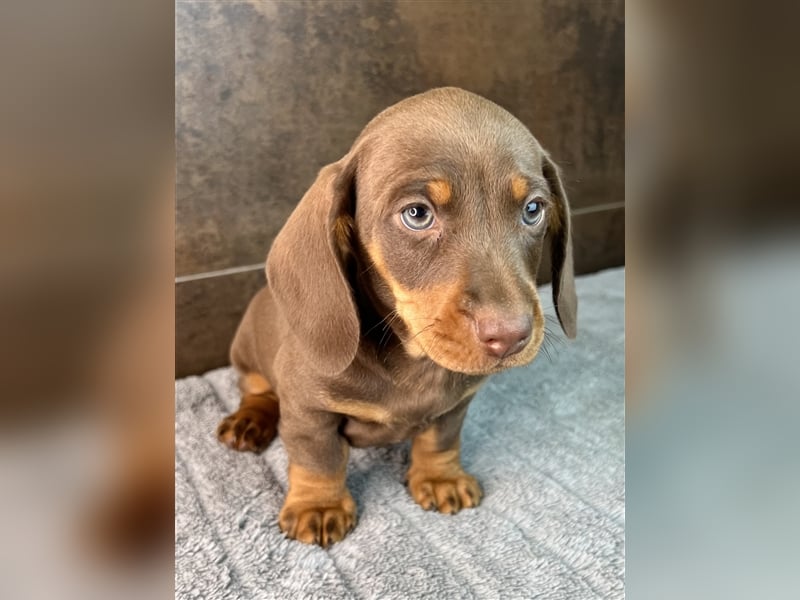 Zwerg Dackel Welpen in besonderen Farben (blue / choco / Harlekin) suchen tolles Zuhause