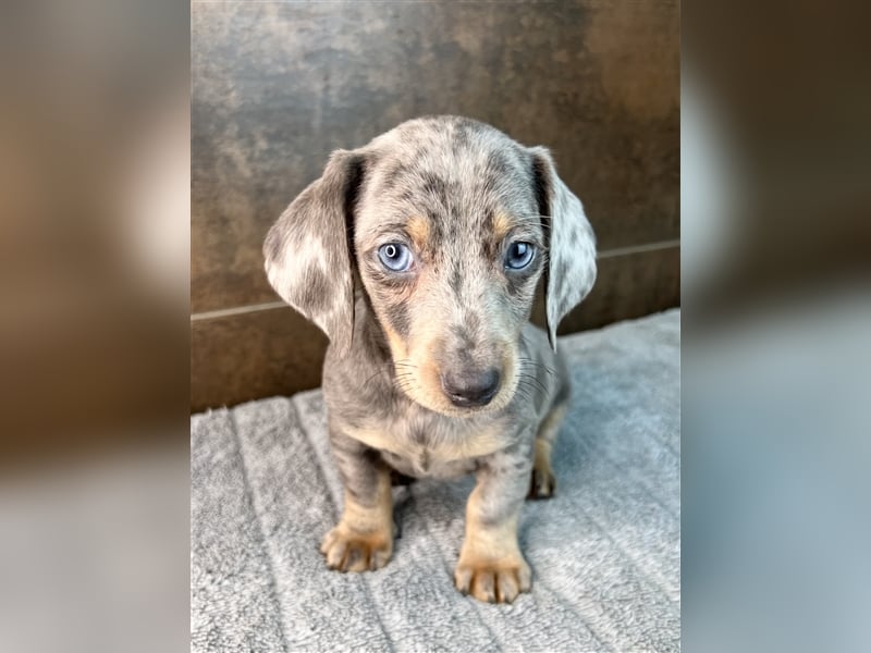 Zwerg Dackel Welpen in besonderen Farben (blue / choco / Harlekin) suchen tolles Zuhause