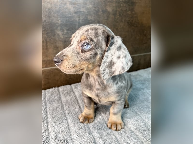 Zwerg Dackel Welpen in besonderen Farben (blue / choco / Harlekin) suchen tolles Zuhause