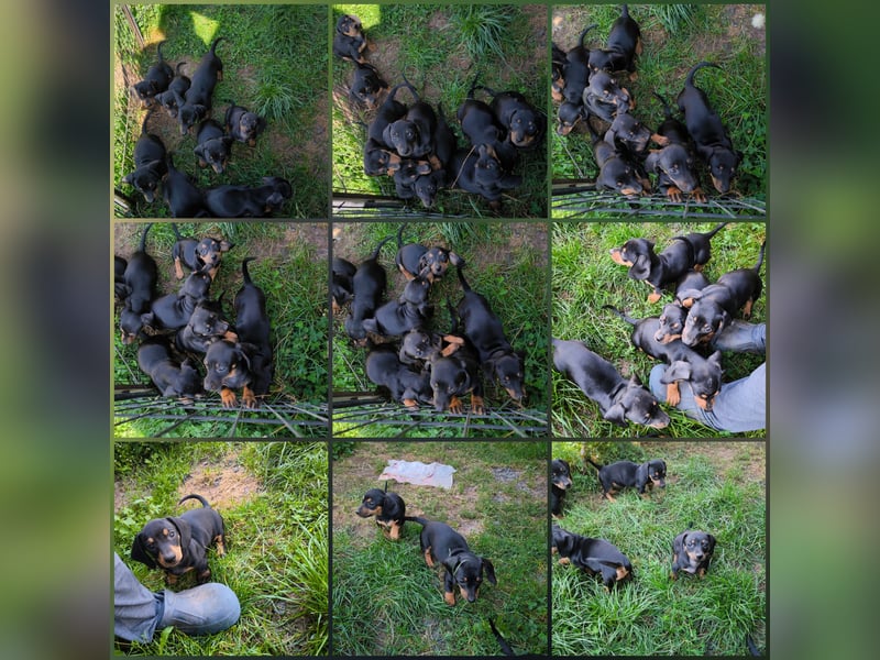 9 Dackelwelpen ohne Papiere suchen neue Familien