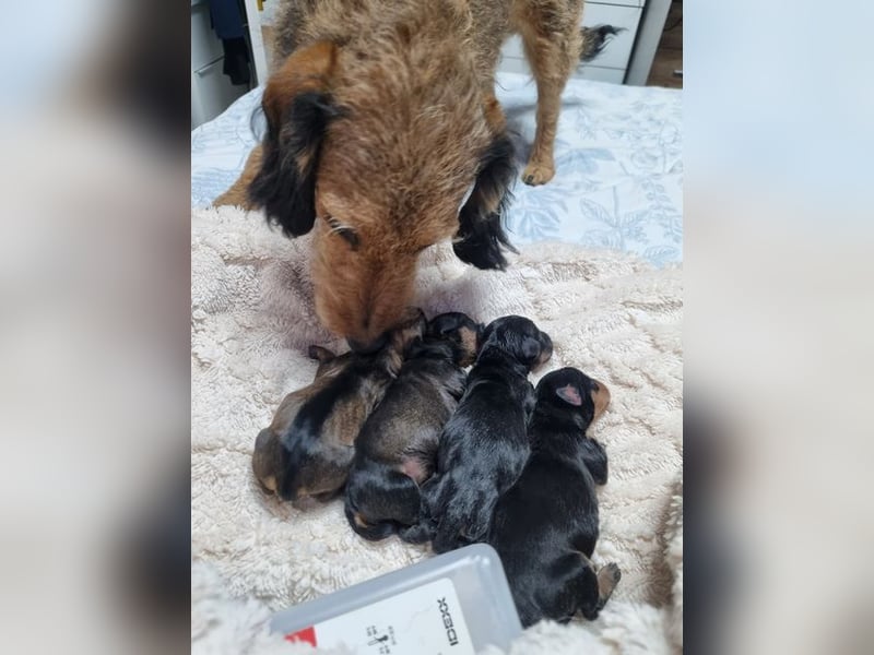 TIERRA-Die süßeste Versuchung: wer verliebt sich und schenkt ihr ein liebevolles Für-immer-Zuhause