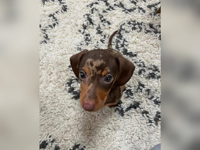 Dackelwelpen zu verkaufen