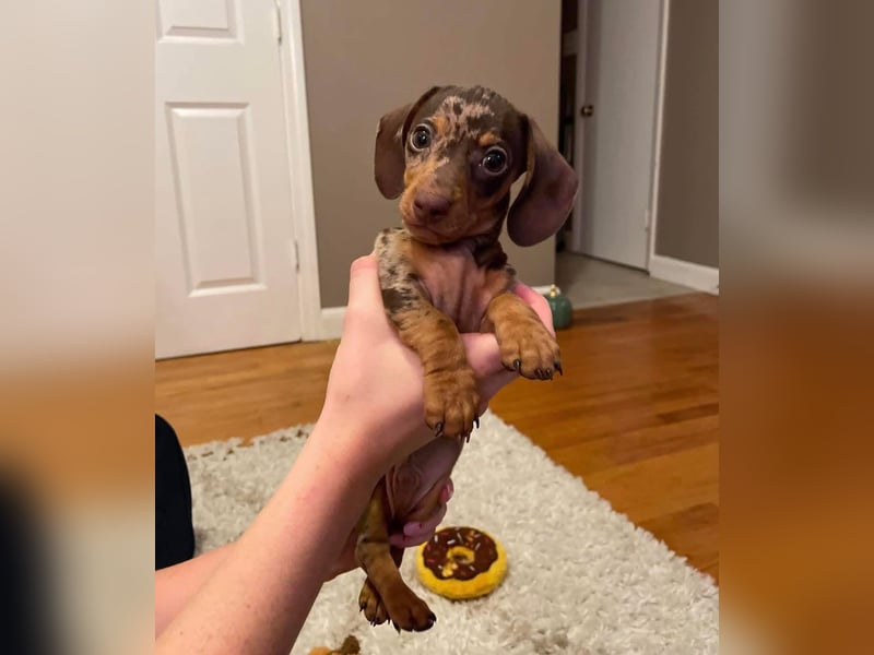 Dackelwelpen zu verkaufen