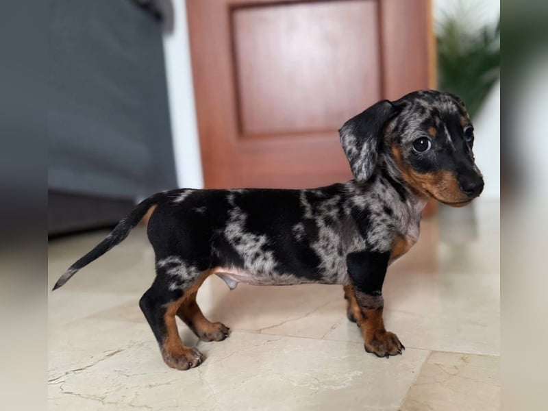 Dackelwelpen zu verkaufen